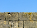 Colirrojo Tizón - Phoenicurus ochruros - Cotxa fumada