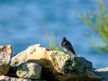Colirrojo Tizón - Phoenicurus ochruros - Cotxa fumada