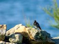 Colirrojo Tizón - Phoenicurus ochruros - Cotxa fumada
