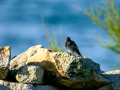 Colirrojo Tizón - Phoenicurus ochruros - Cotxa fumada