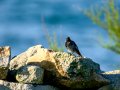 Colirrojo Tizón - Phoenicurus ochruros - Cotxa fumada