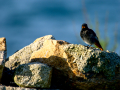 Colirrojo Tizón - Phoenicurus ochruros - Cotxa fumada