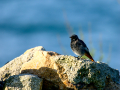 Colirrojo Tizón - Phoenicurus ochruros - Cotxa fumada
