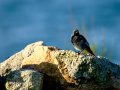 Colirrojo Tizón - Phoenicurus ochruros - Cotxa fumada