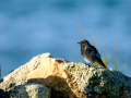 Colirrojo Tizón - Phoenicurus ochruros - Cotxa fumada