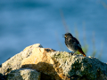 Colirrojo Tizón - Phoenicurus ochruros - Cotxa fumada