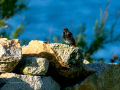 Colirrojo Tizón - Phoenicurus ochruros - Cotxa fumada