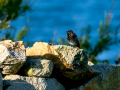 Colirrojo Tizón - Phoenicurus ochruros - Cotxa fumada
