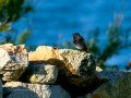 Colirrojo Tizón - Phoenicurus ochruros - Cotxa fumada