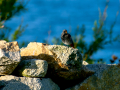 Colirrojo Tizón - Phoenicurus ochruros - Cotxa fumada
