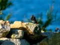 Colirrojo Tizón - Phoenicurus ochruros - Cotxa fumada