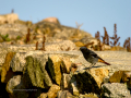 Colirrojo Tizón - Phoenicurus ochruros - Cotxa fumada