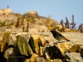 Colirrojo Tizón - Phoenicurus ochruros - Cotxa fumada