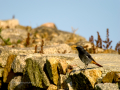 Colirrojo Tizón - Phoenicurus ochruros - Cotxa fumada