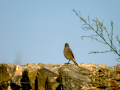 Colirrojo Tizón - Phoenicurus ochruros - Cotxa fumada