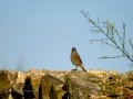 Colirrojo Tizón - Phoenicurus ochruros - Cotxa fumada