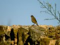 Colirrojo Tizón - Phoenicurus ochruros - Cotxa fumada