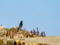 Colirrojo Tizón - Phoenicurus ochruros - Cotxa fumada