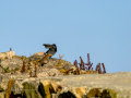 Colirrojo Tizón - Phoenicurus ochruros - Cotxa fumada