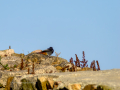 Colirrojo Tizón - Phoenicurus ochruros - Cotxa fumada