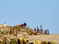 Colirrojo Tizón - Phoenicurus ochruros - Cotxa fumada