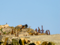 Colirrojo Tizón - Phoenicurus ochruros - Cotxa fumada