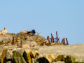 Colirrojo Tizón - Phoenicurus ochruros - Cotxa fumada