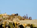 Colirrojo Tizón - Phoenicurus ochruros - Cotxa fumada