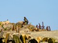Colirrojo Tizón - Phoenicurus ochruros - Cotxa fumada