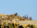 Colirrojo Tizón - Phoenicurus ochruros - Cotxa fumada