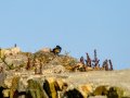 Colirrojo Tizón - Phoenicurus ochruros - Cotxa fumada