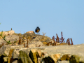 Colirrojo Tizón - Phoenicurus ochruros - Cotxa fumada