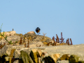 Colirrojo Tizón - Phoenicurus ochruros - Cotxa fumada