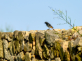 Colirrojo Tizón - Phoenicurus ochruros - Cotxa fumada