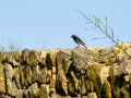 Colirrojo Tizón - Phoenicurus ochruros - Cotxa fumada