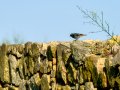 Colirrojo Tizón - Phoenicurus ochruros - Cotxa fumada