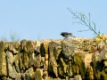 Colirrojo Tizón - Phoenicurus ochruros - Cotxa fumada