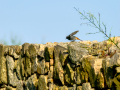 Colirrojo Tizón - Phoenicurus ochruros - Cotxa fumada