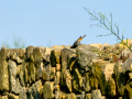 Colirrojo Tizón - Phoenicurus ochruros - Cotxa fumada