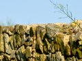 Colirrojo Tizón - Phoenicurus ochruros - Cotxa fumada