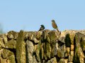 Colirrojo Tizón - Phoenicurus ochruros - Cotxa fumada
