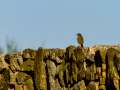Colirrojo Tizón - Phoenicurus ochruros - Cotxa fumada