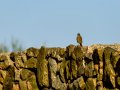 Colirrojo Tizón - Phoenicurus ochruros - Cotxa fumada