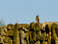 Colirrojo Tizón - Phoenicurus ochruros - Cotxa fumada