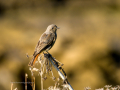 Colirrojo Tizón - Phoenicurus ochruros - Cotxa fumada