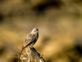 Colirrojo Tizón - Phoenicurus ochruros - Cotxa fumada