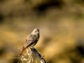 Colirrojo Tizón - Phoenicurus ochruros - Cotxa fumada