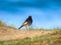 Colirrojo Tizón - Phoenicurus ochruros - Cotxa fumada