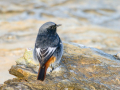 Colirrojo Tizón - Phoenicurus ochruros - Cotxa fumada