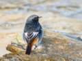 Colirrojo Tizón - Phoenicurus ochruros - Cotxa fumada